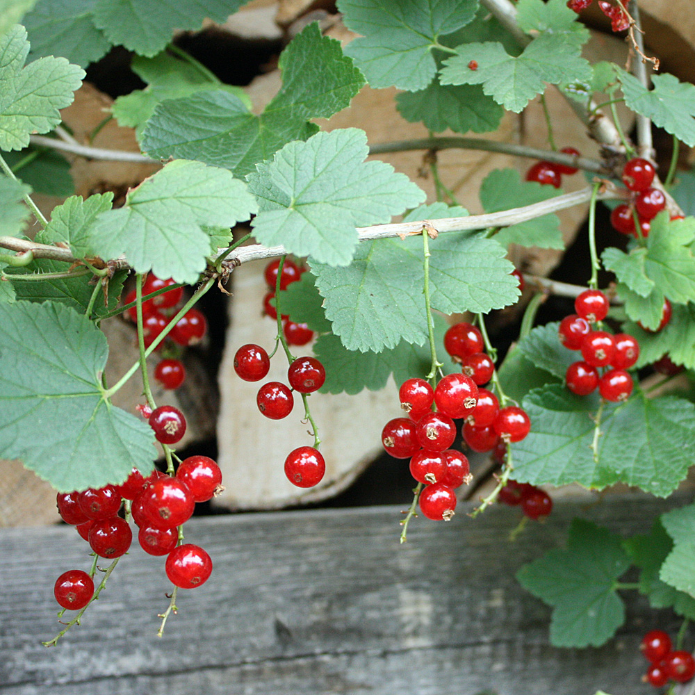 Rote Johannisbeere 'Rovada'