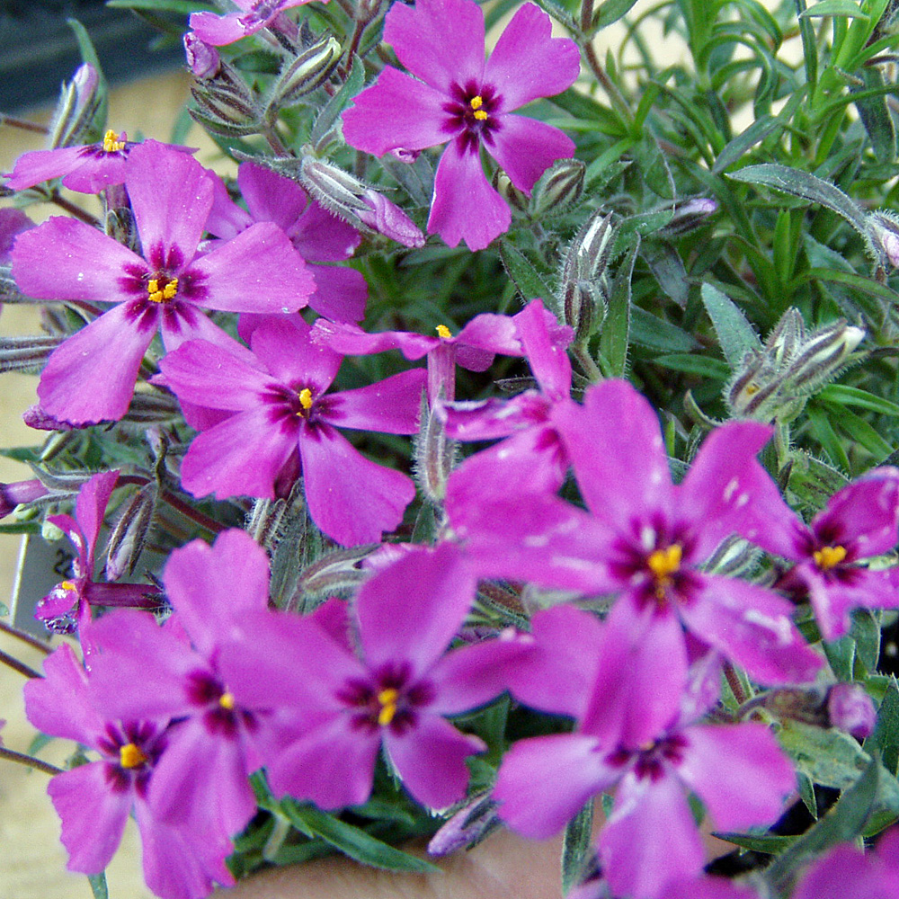 Teppichphlox Moerheimii, Steingarten, Bodendecker