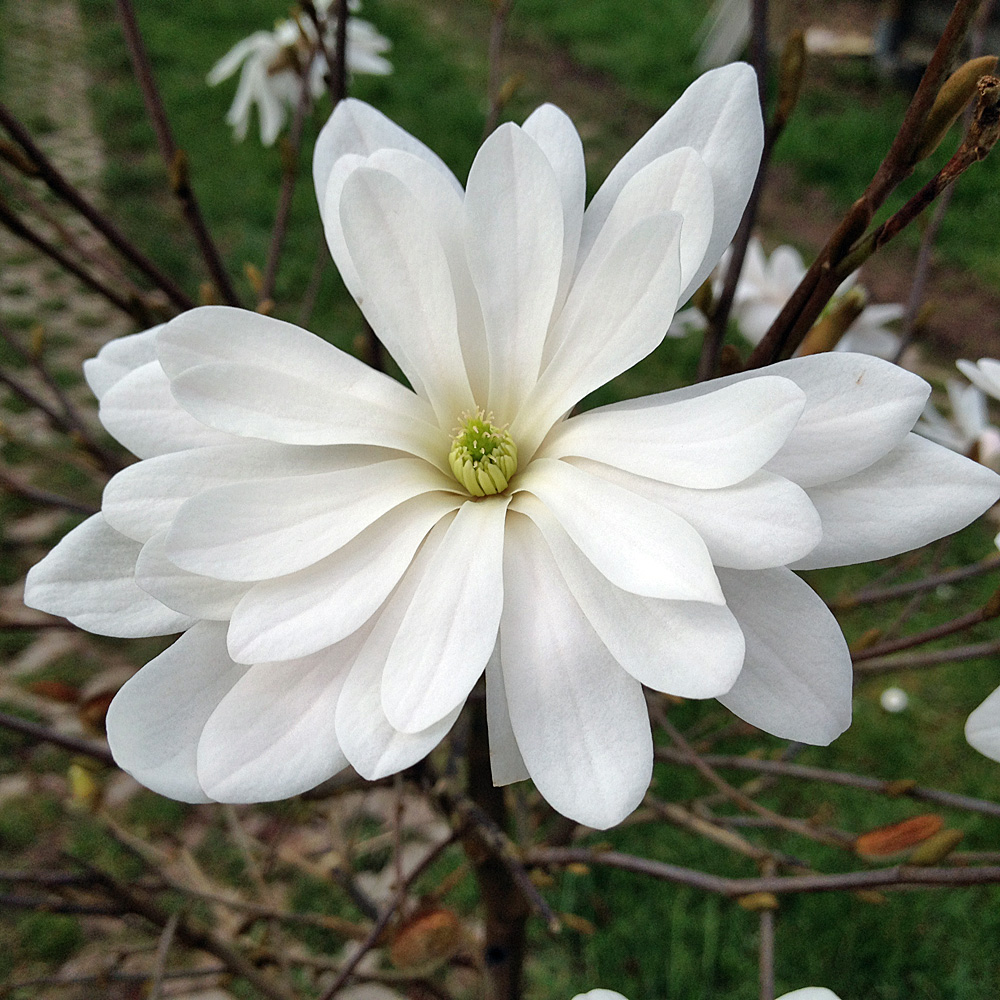 Sternmagnolie, Magnolie, Frühjahrsblüher