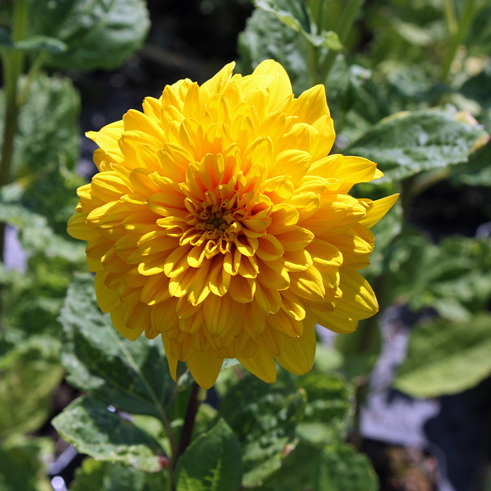 Stauden Sonnenblume, Prachstaude