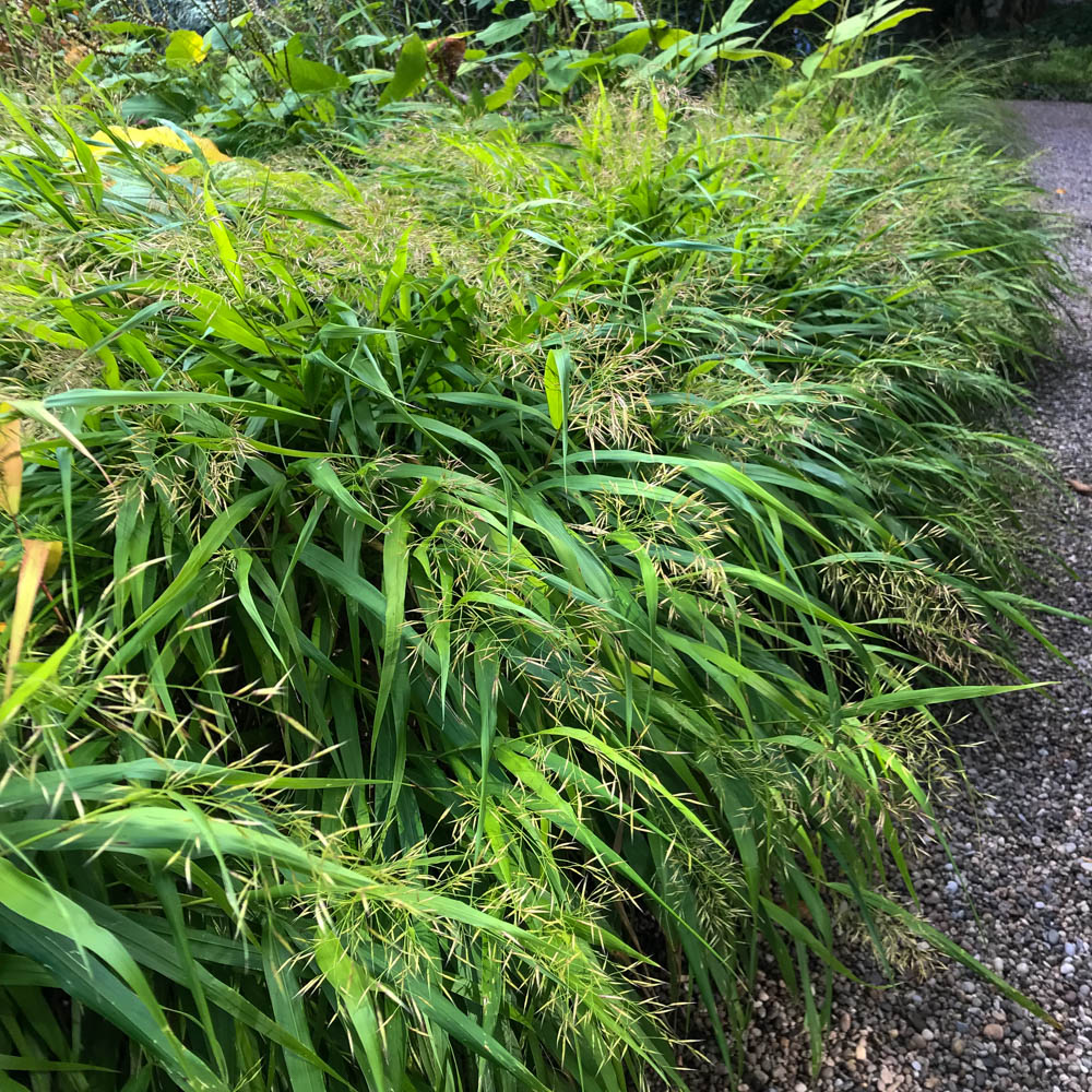Japanwaldgras