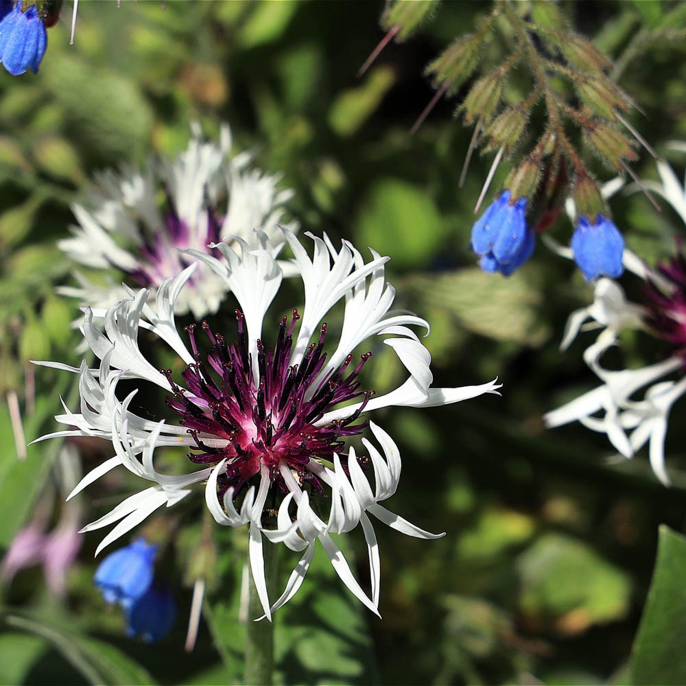 Flockenblume 'Amethyst in Snow'
