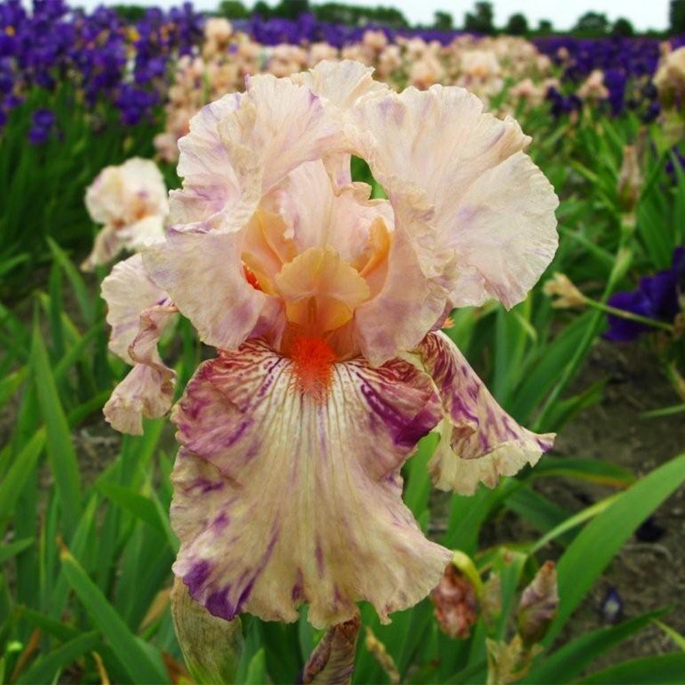 Hohe Bartiris 'Peach Jam'