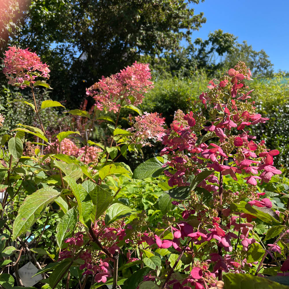 Hortensie Pinky Winky, Rispenhortensie, Blütenstrauch, Herbstfärbung
