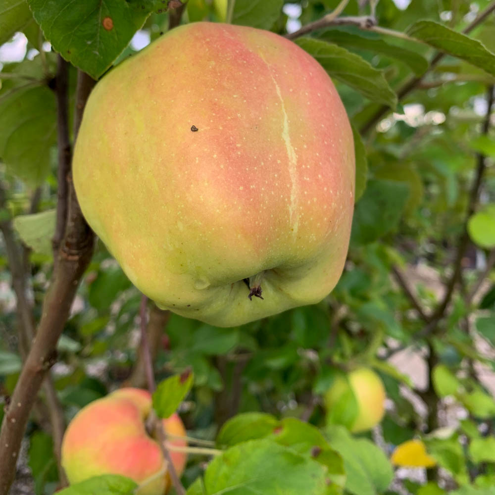 Apfel 'Winterrambur'