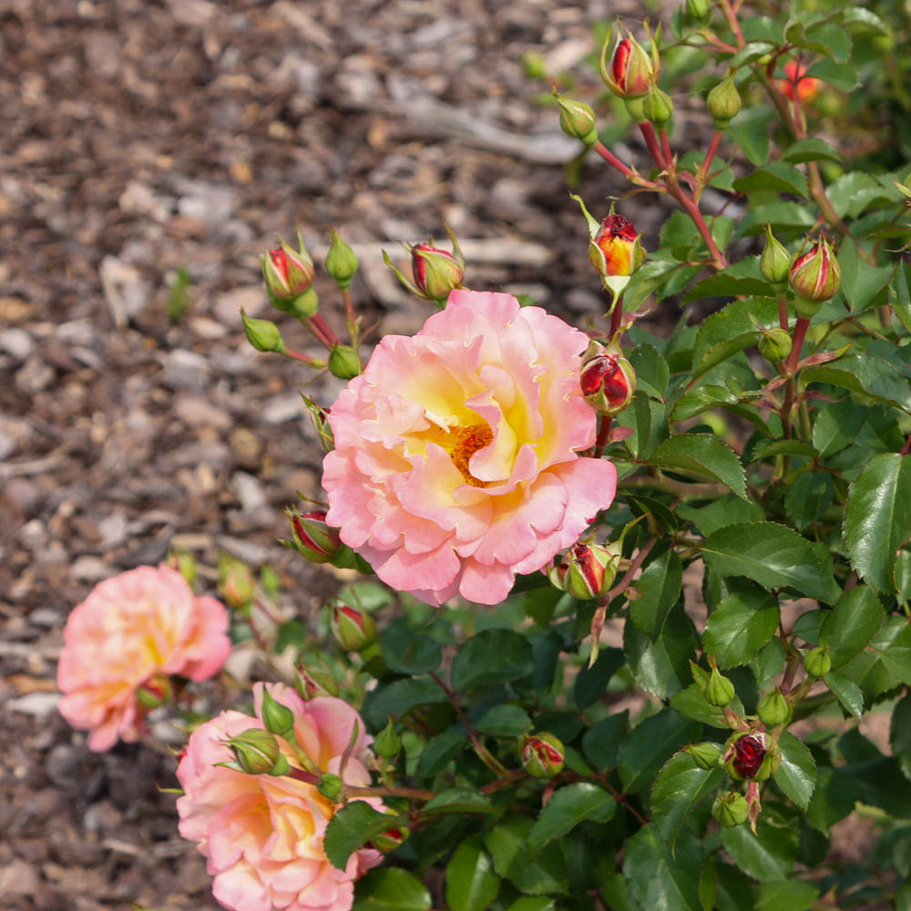 Bodendeckerrose 'Cubana' ®