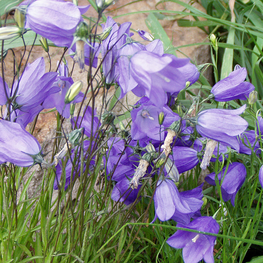 Wiesenglockenblume Olympica, Glockenblume, Blütenmeer