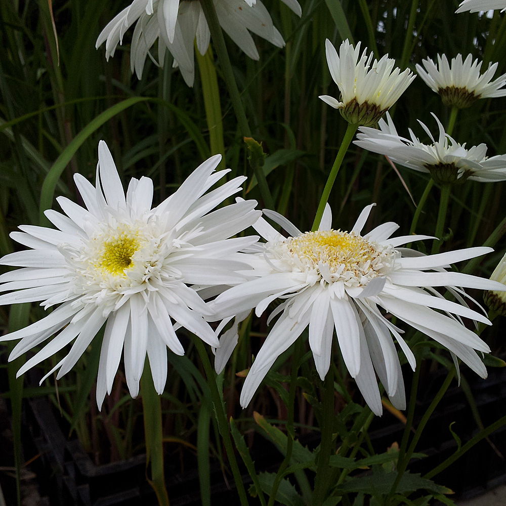 Margerite Wirral Supreme, Leuchanthemum, Blütenstaude