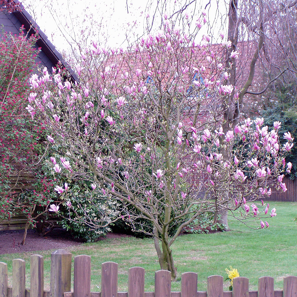 magnolie Susan, Magnolia, Frühjahr, Blütenstrauch