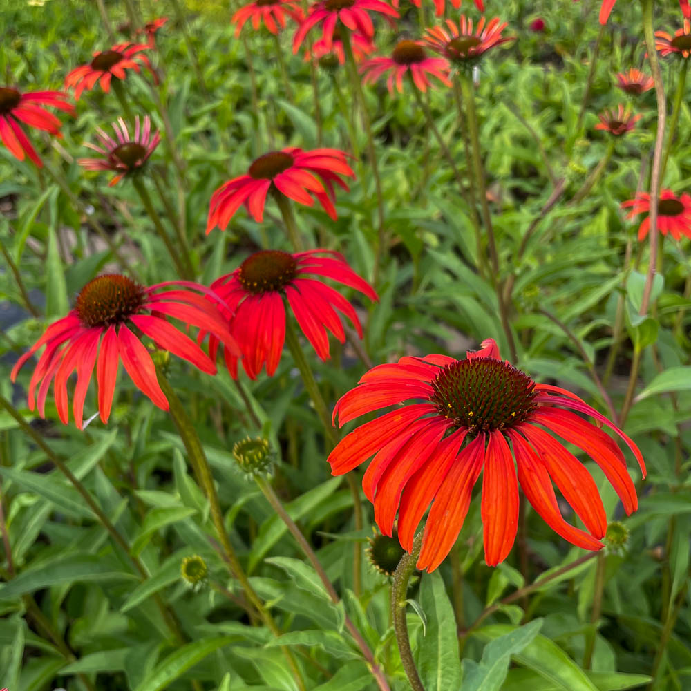 Sonnenhut Tomato Soup, Echinacea, Scheinsonnenhut