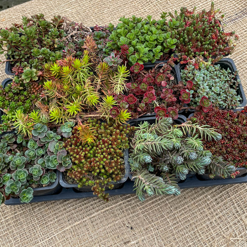 Sedum Steingarten Mischung