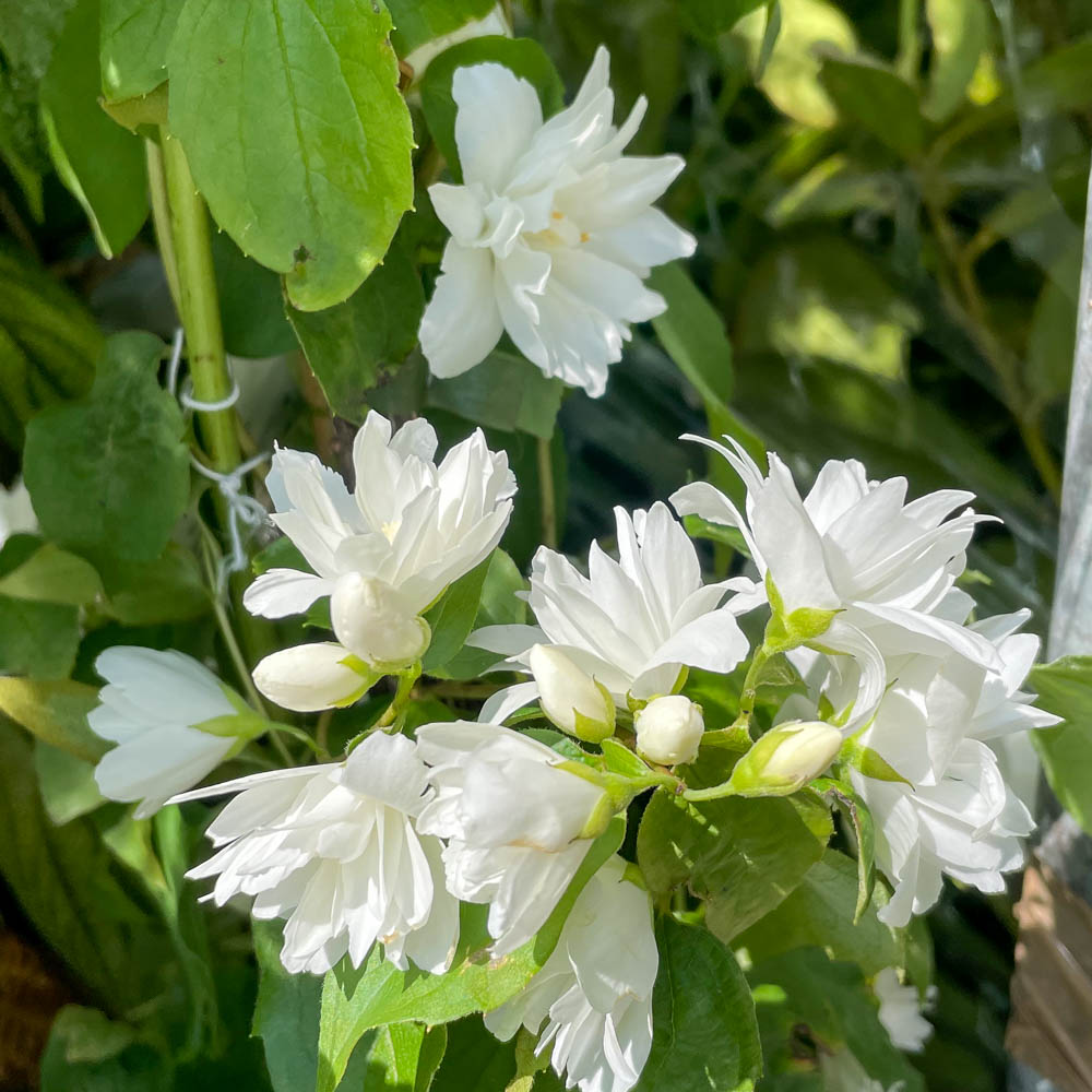 Gartenjasmin 'Schneesturm'