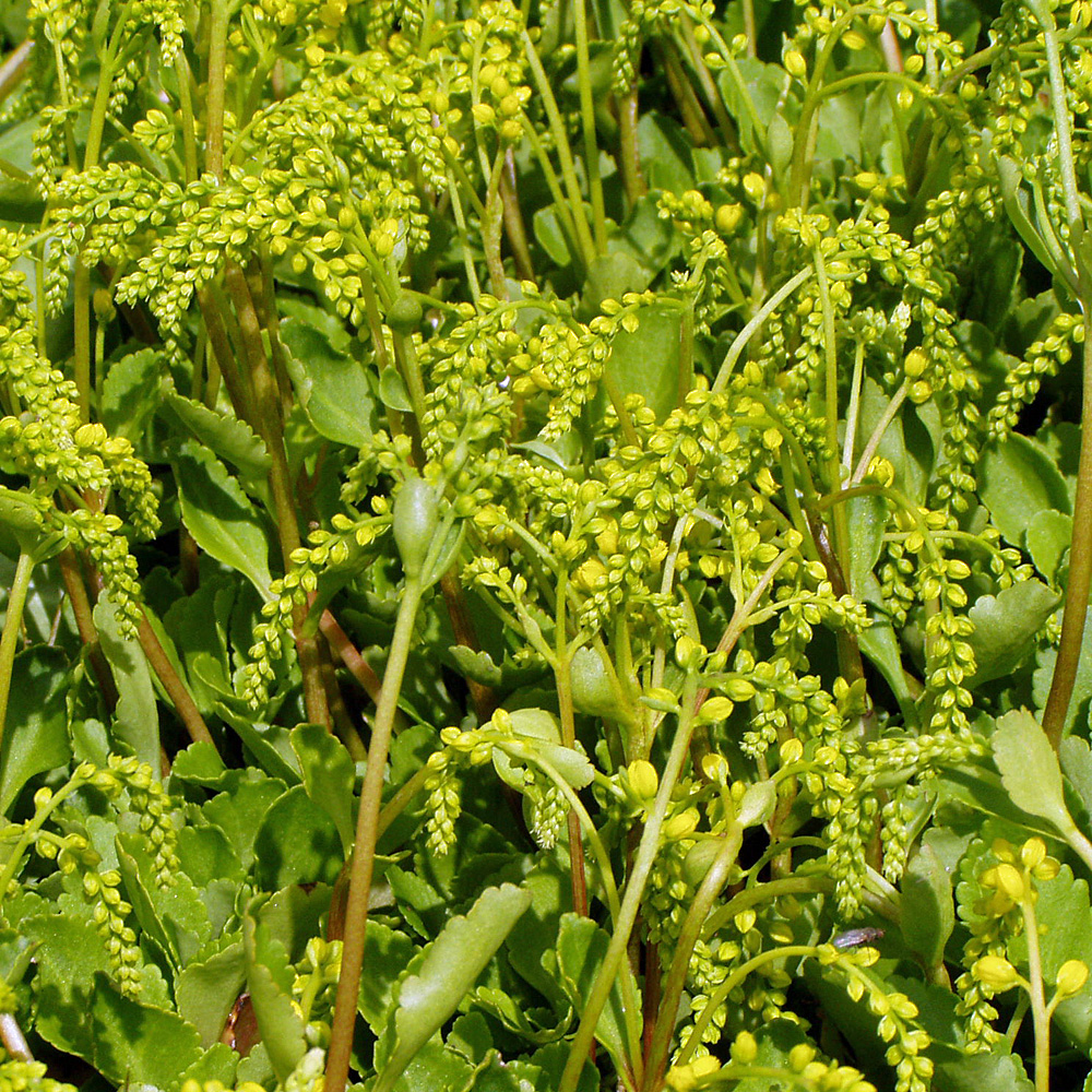 Goldtröpfchen, Fettblatt, Blütenstaude