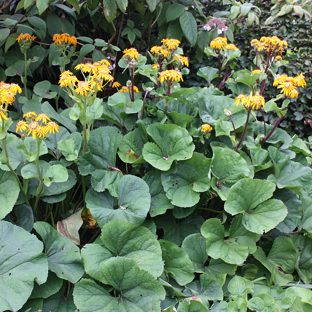 Greiskraut Othello, Liglaria, Prachtstaude