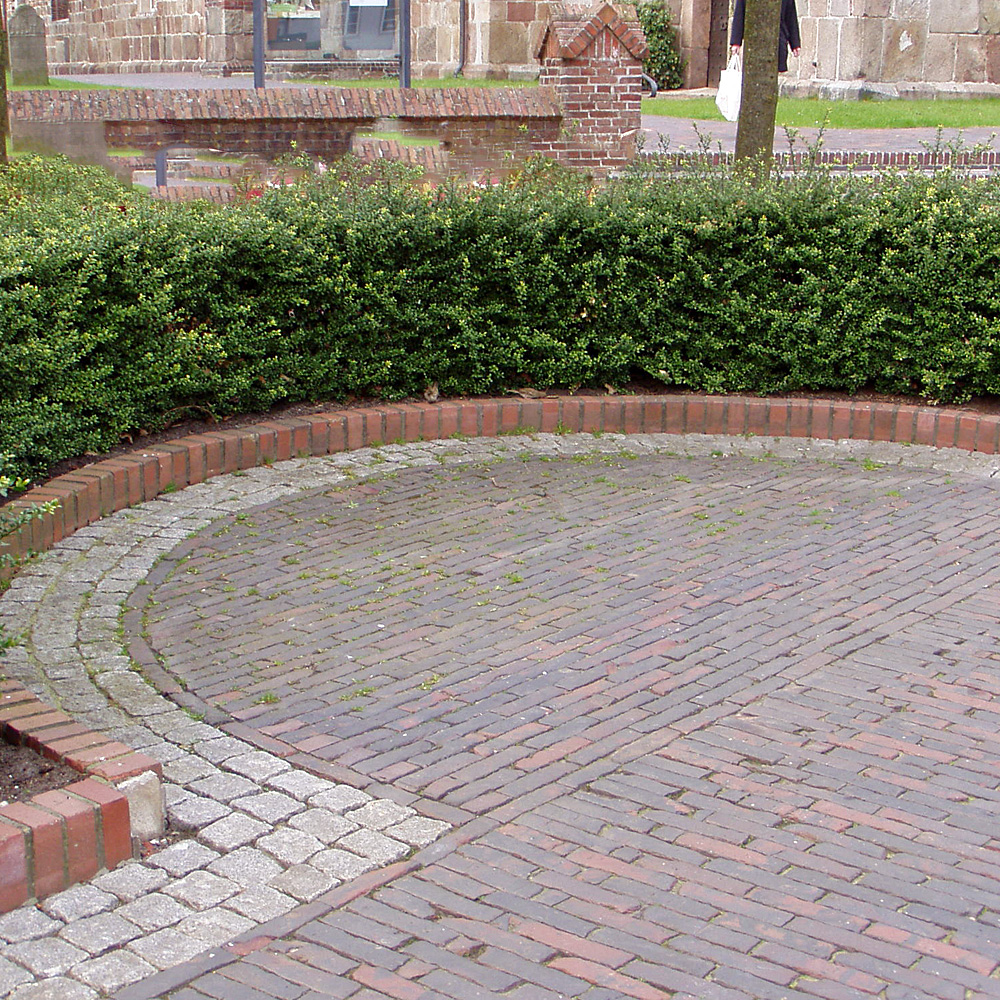 Löffel Ilex, immergrün, schnittgehölz