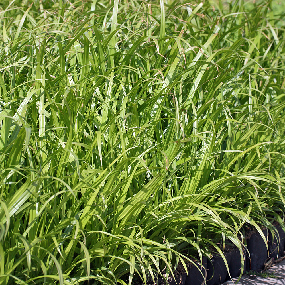 Zyperngrassegge, Carex pseudocyperus, Ziergras
