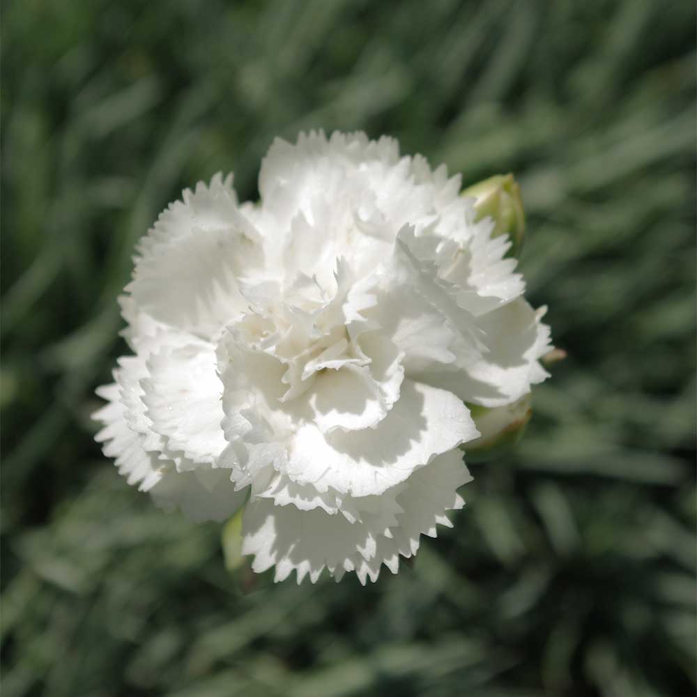 Federnelke 'Albus Plenus'