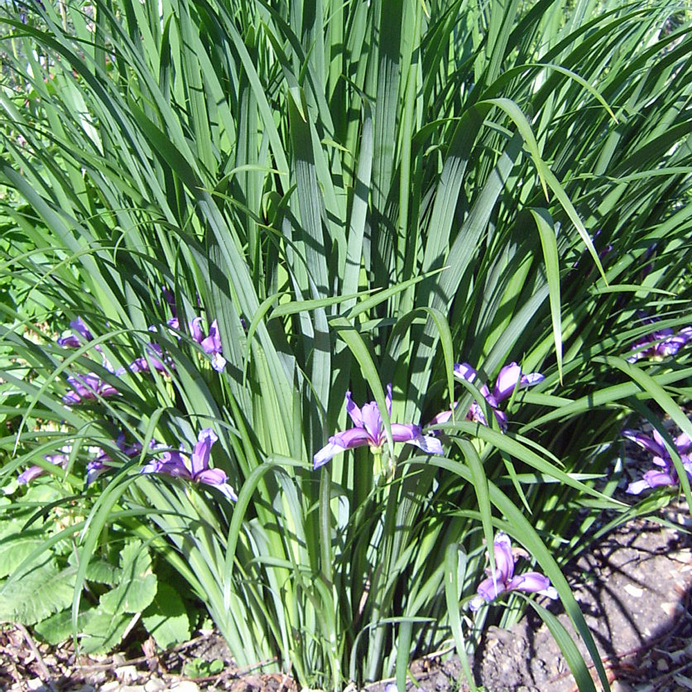 Pflaumeniris, Iris, Lilie, Blütenstaude