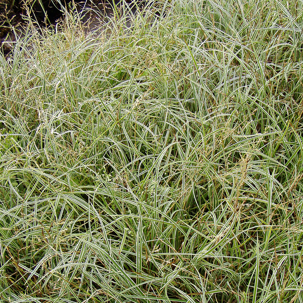 Buntlaubige Segge Snowline, Carex Snowline
