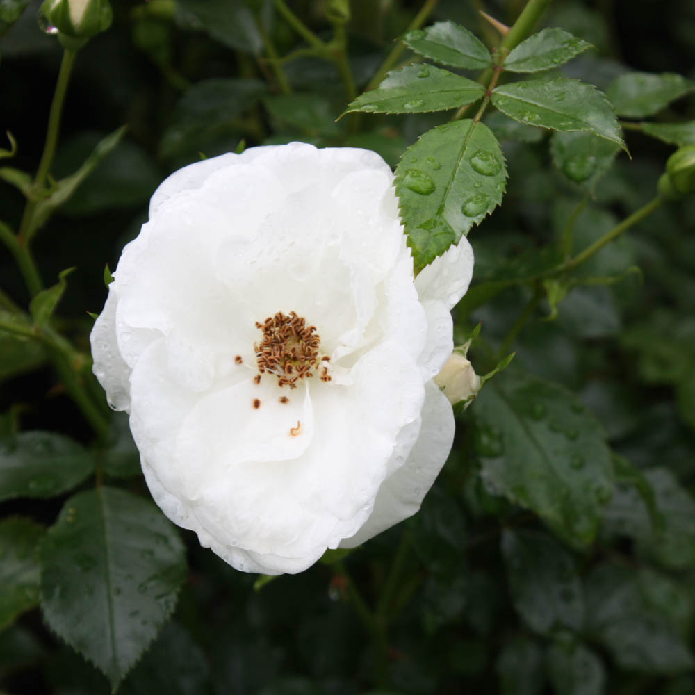 Bodendeckerrose 'Innocencia'