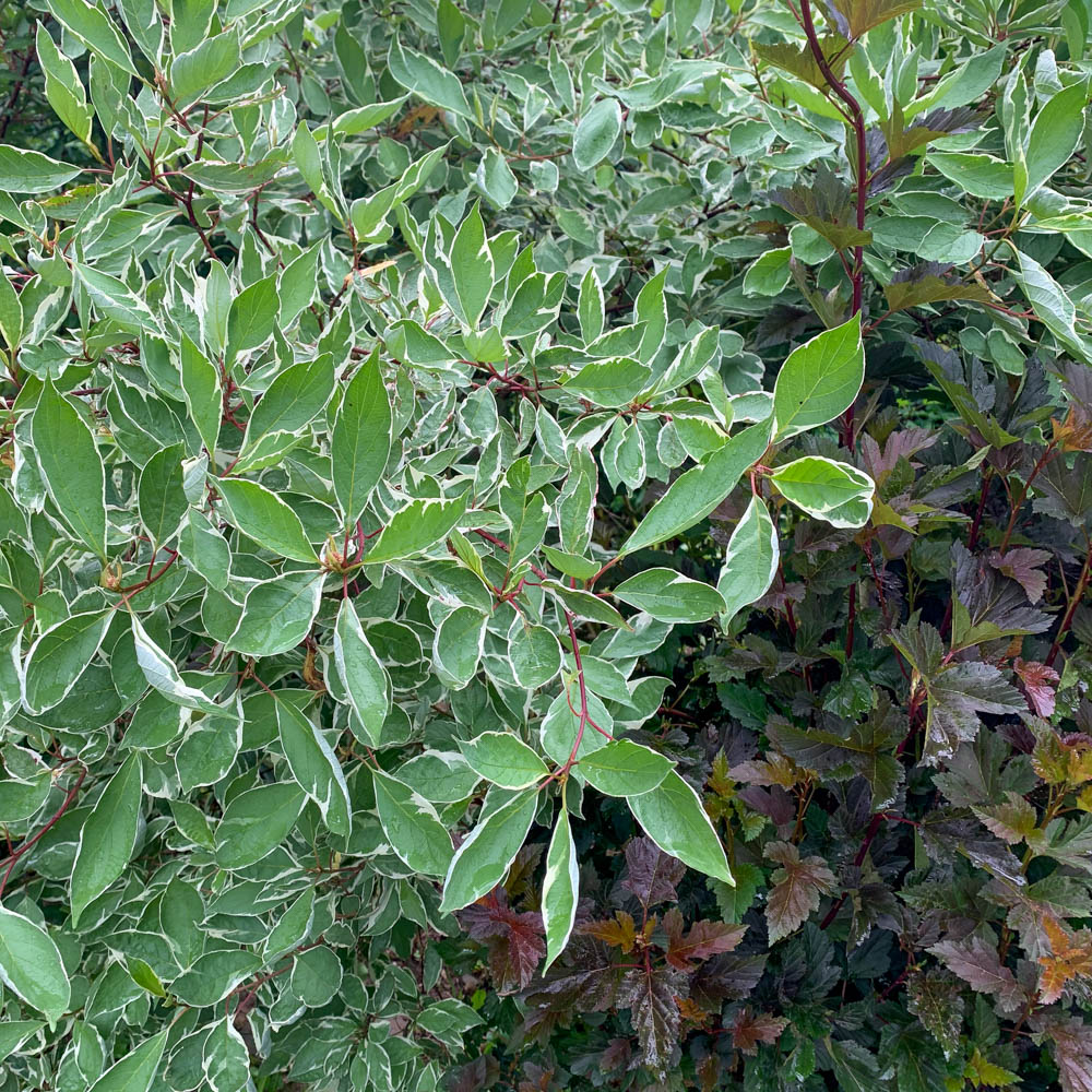 Weißbunter Hartriegel, Cornus, Blattschmuck, Heckenpflanze