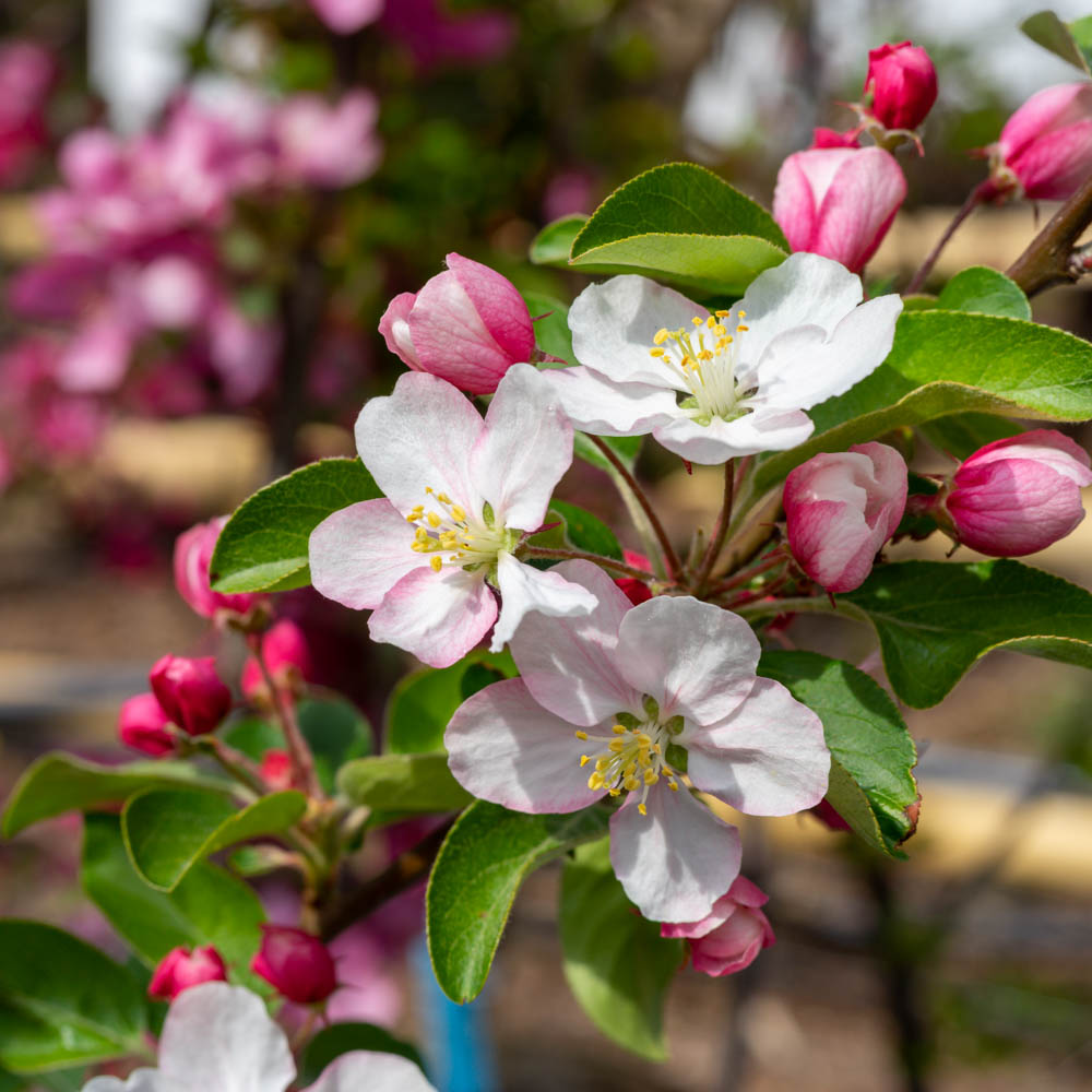 Zierapfel 'Butterball'