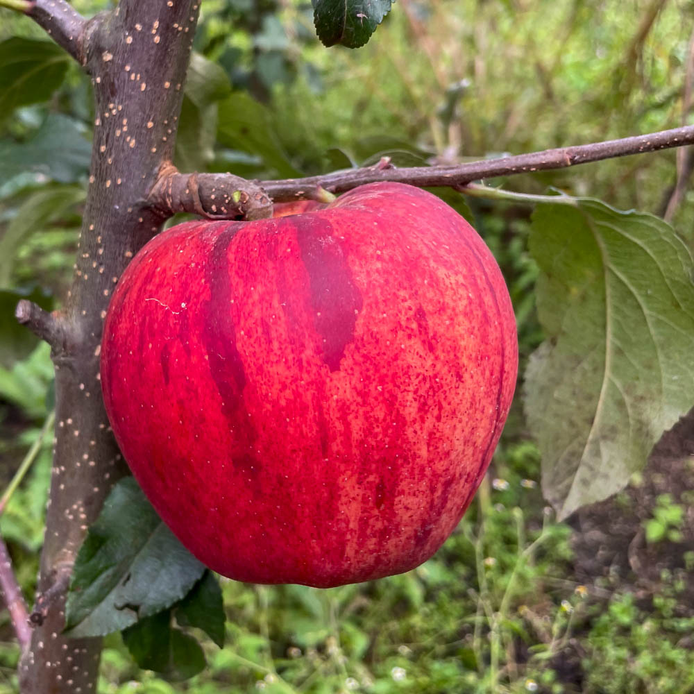 Apfel 'Gala'