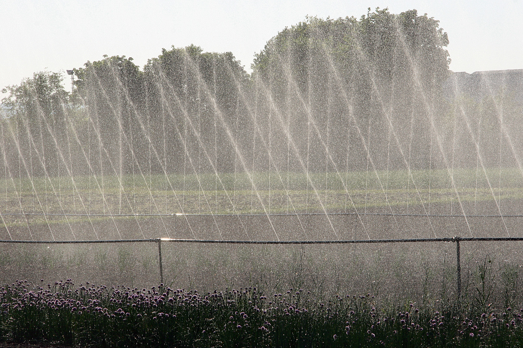 Gartenarbeiten im Juli