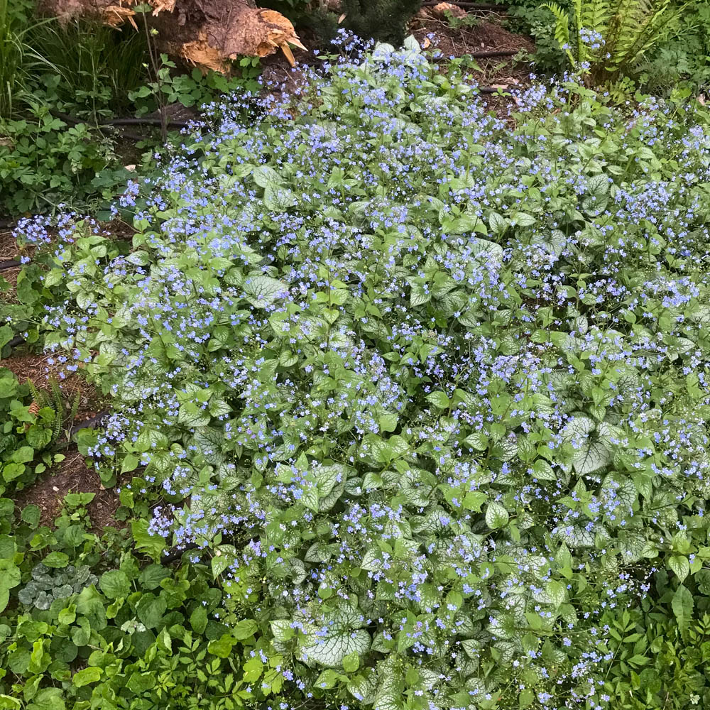 Kaukasus Vergissmeinnicht 'Jack Frost' ®