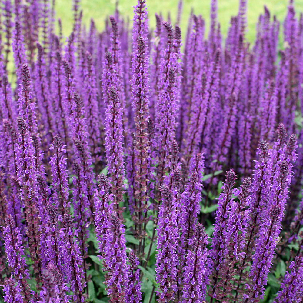 Salbei, Salvia Caradonna, Bienenweide