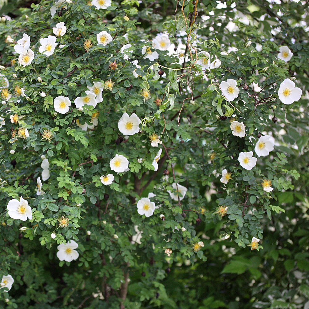 Bibernell Rose, Wildrose, Bienenweide