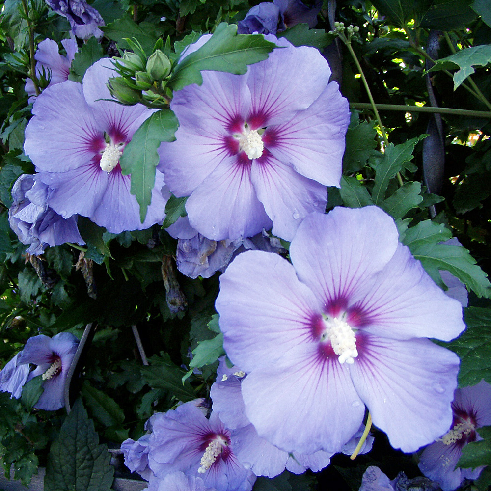 Hibiskus, Garteneibisch, Stämmchen, Blue Bird