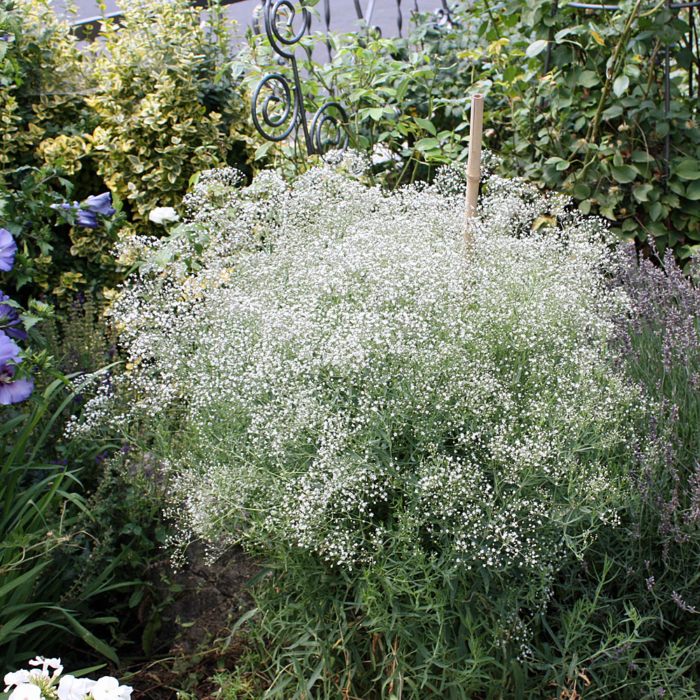 Schleierkraut Schneeflocke, Gypsophila, Beetstaude