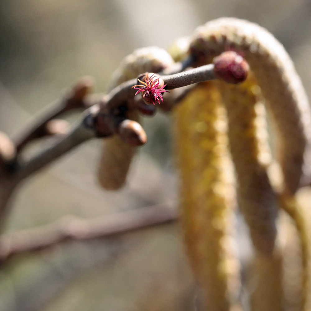 Haselnuss, Wildgehölze, Frucht