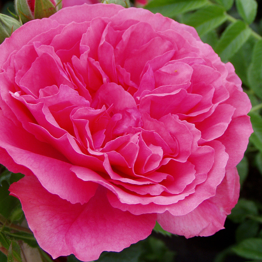 Kletterrose 'Rosarium Uetersen' ®
