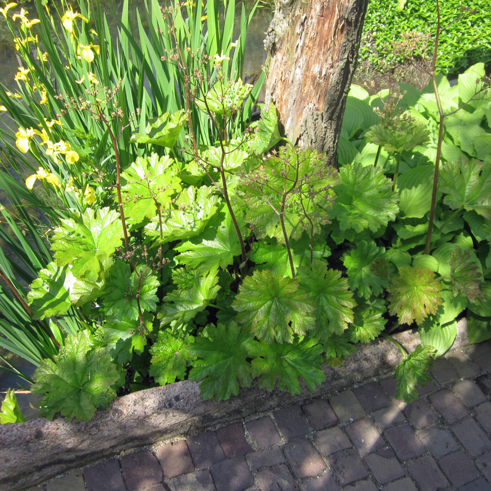 Schildblatt, Schattenpflanzen, Blattschmuck