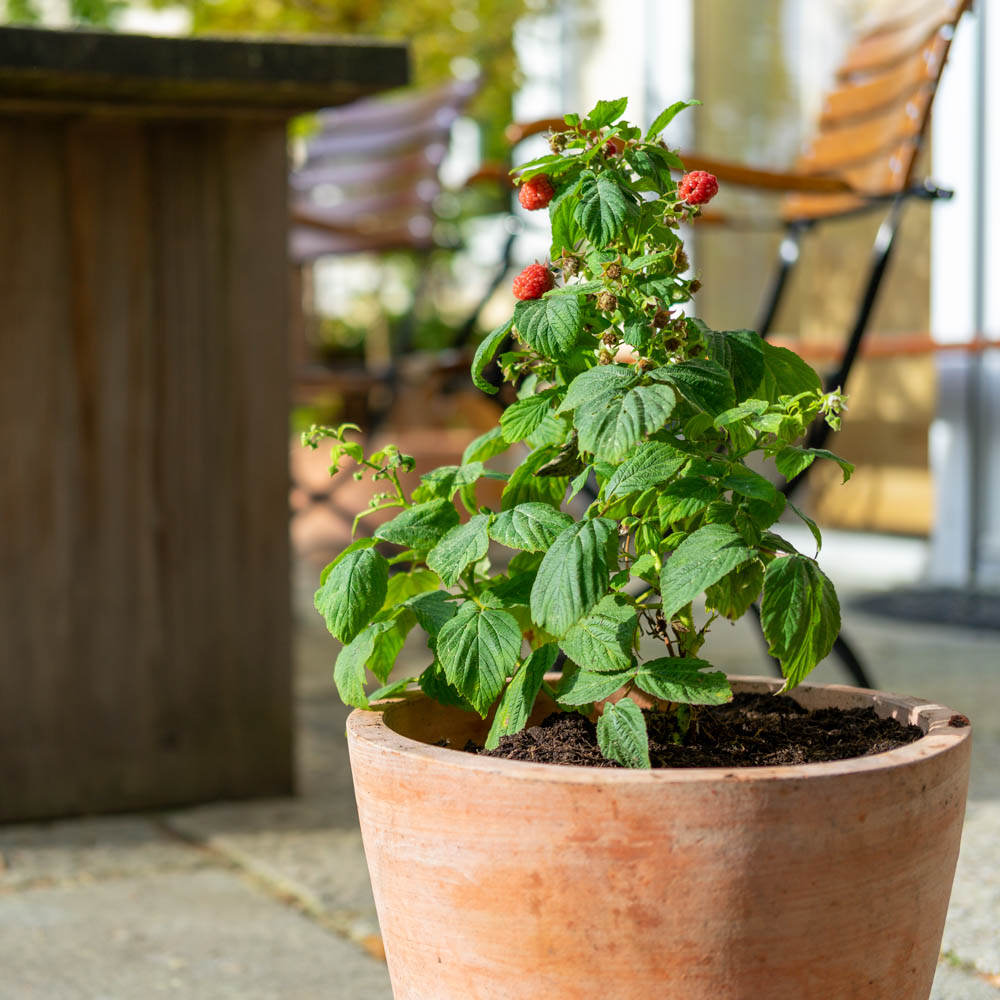 Zwerg Himbeere 'Lowberry' ® 'Baby Dwarf' ®