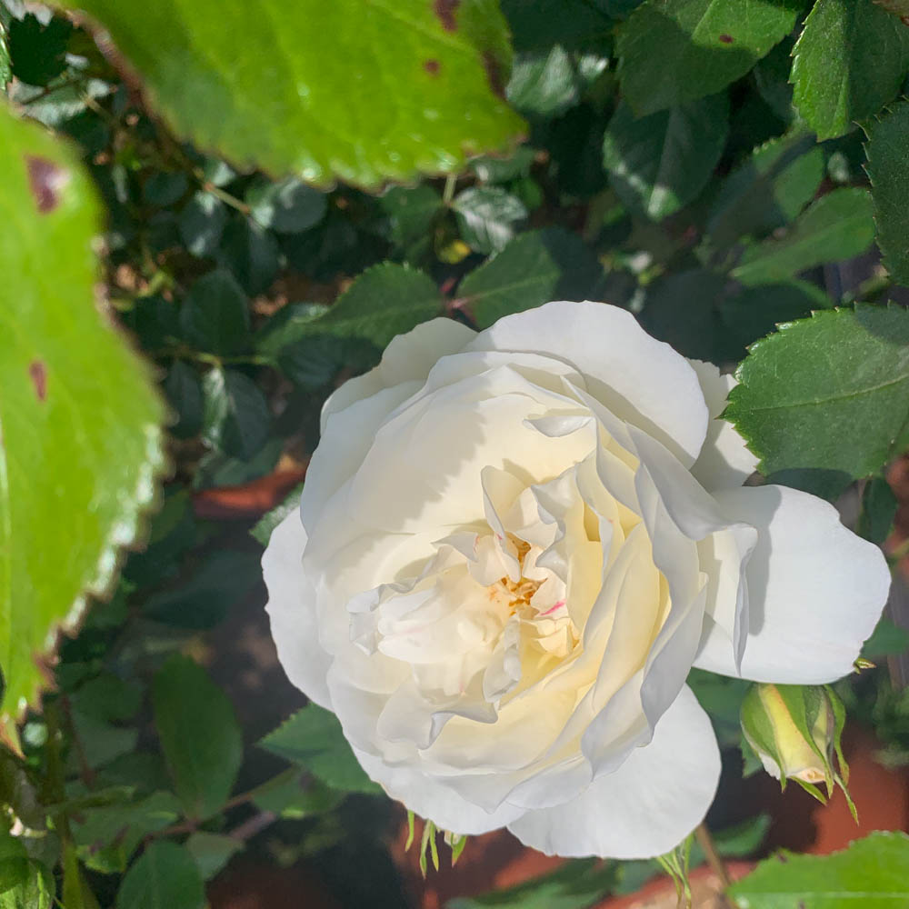 Strauchrose 'Weiße Wolke' ®