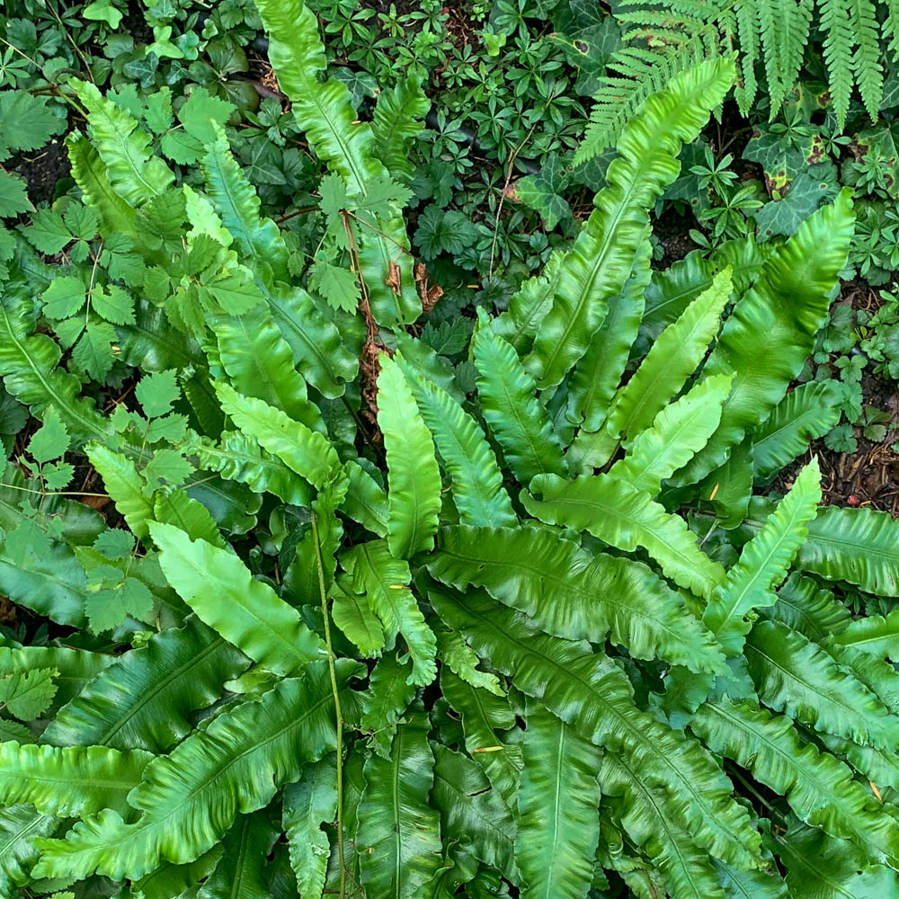 Hirschzungenfarn