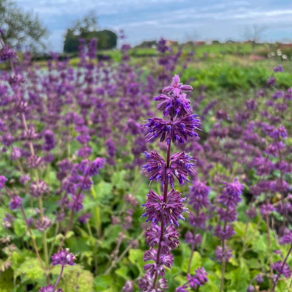 Salbei Purpule Rain, Salvia, Zierstaude