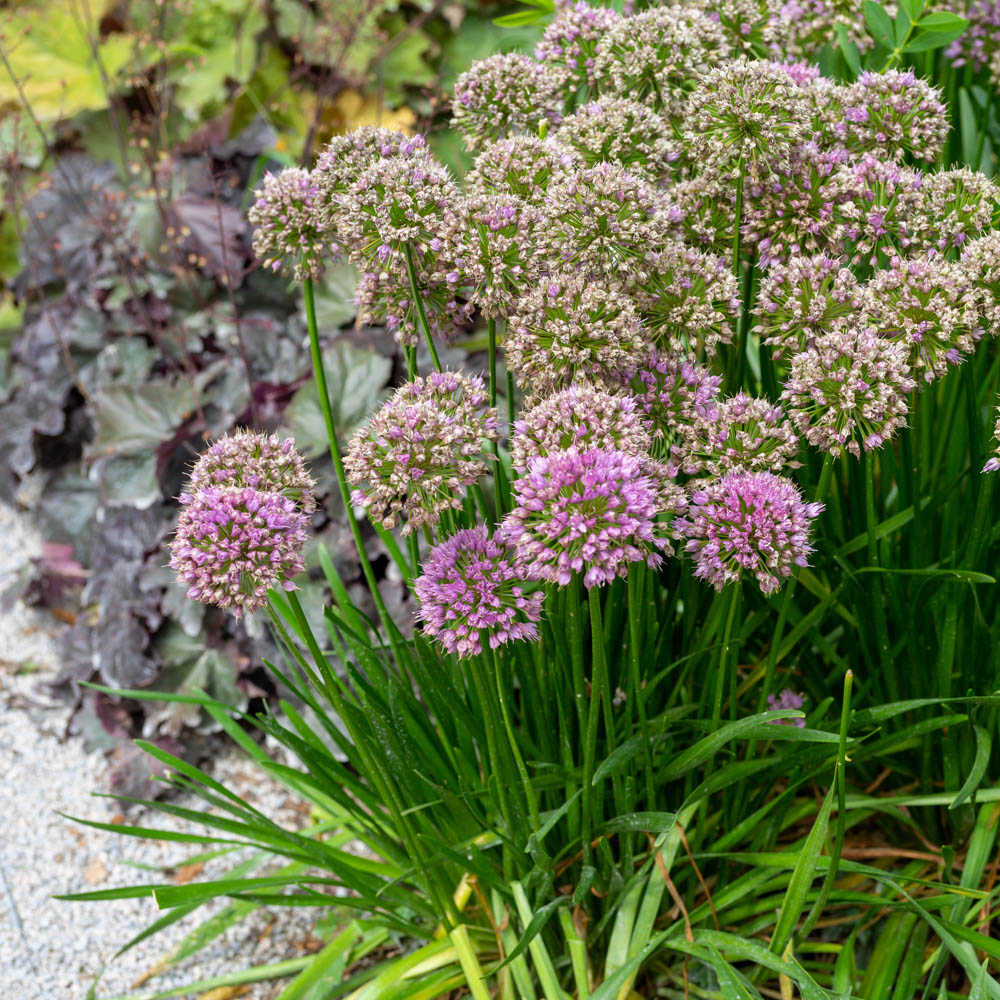 Sommer-Zierlauch 'Summer Beauty'