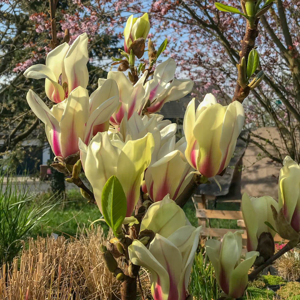 Magnolie Sunrise, Frühjahrsblüher, Blütenbaum