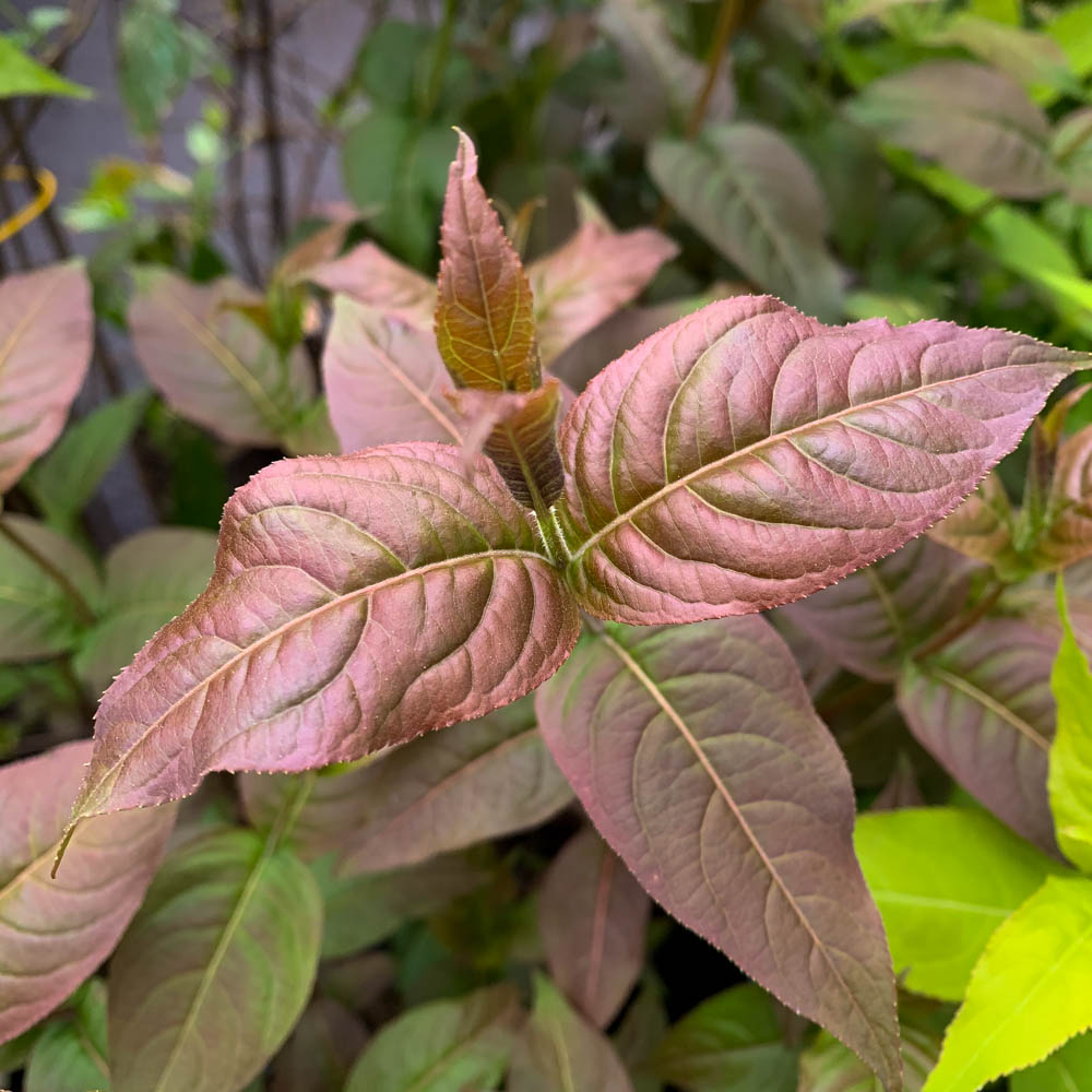 Amerikanische Weigelie Proven Winners® Kodiak® 'Black'