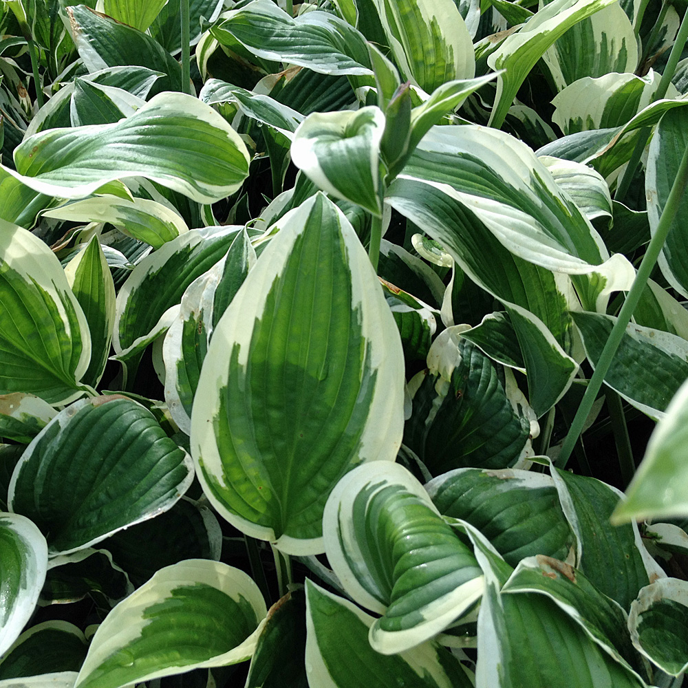 Funkie Patriot, Hosta, Blattschmuckstaude