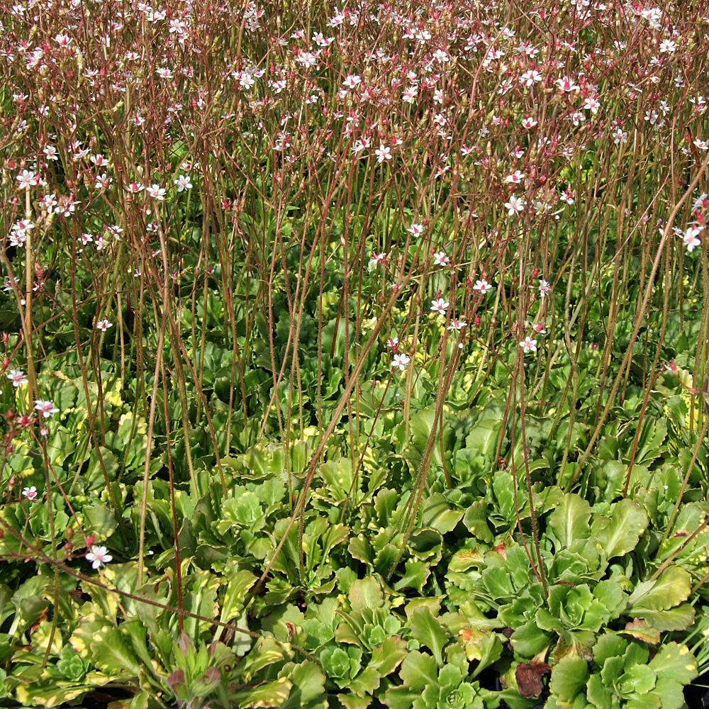 Porzellanblümchen Aureopunctata, Saxifraga, Steingarten