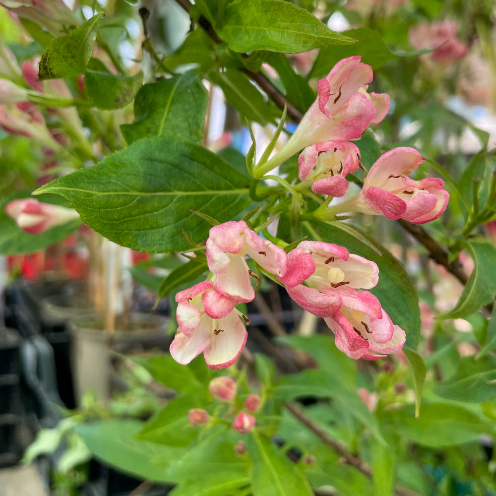Zwerg Weigelie 'All Summer Peach'