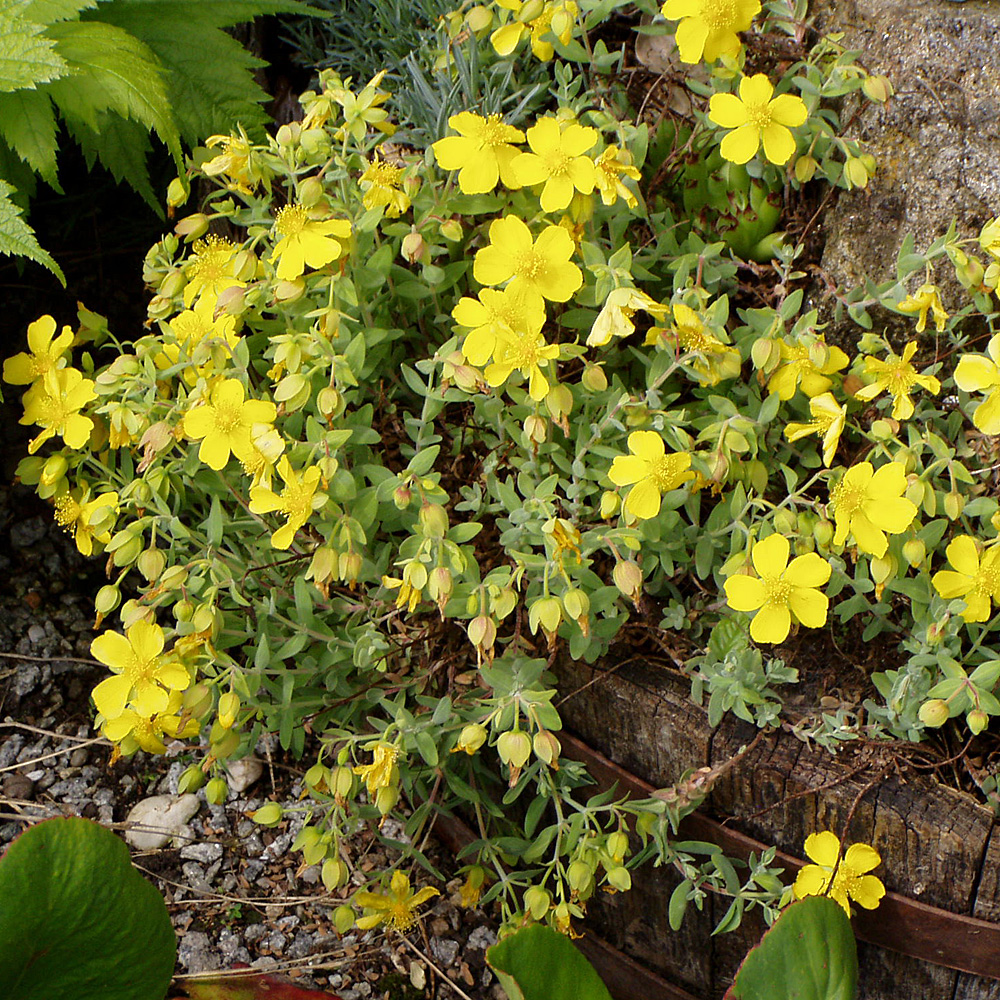 Sonnenröschen Sterntaler, Helenium, Bodedecker