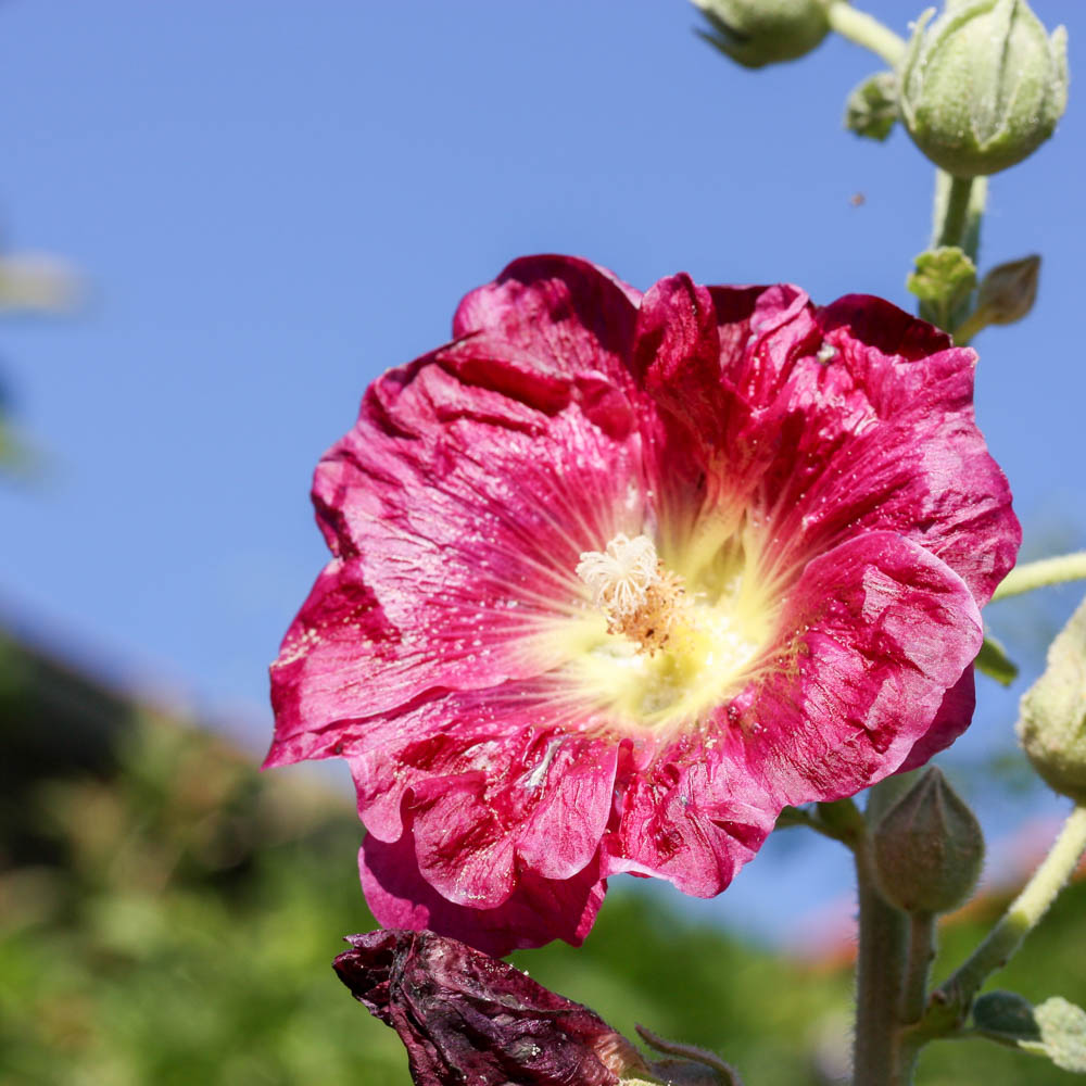 Stockrose, Bauerngarten, Blütenstaude