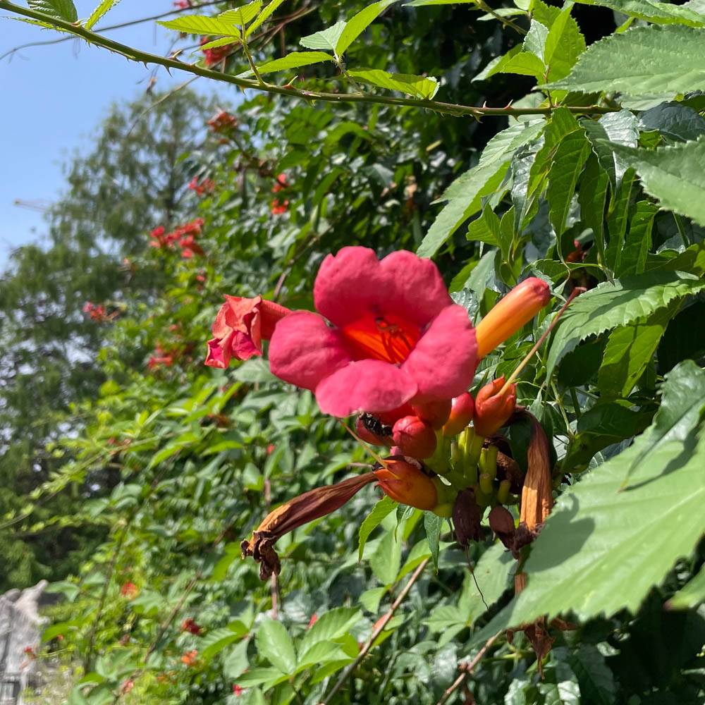 Trompetenblume 'Flamenco'