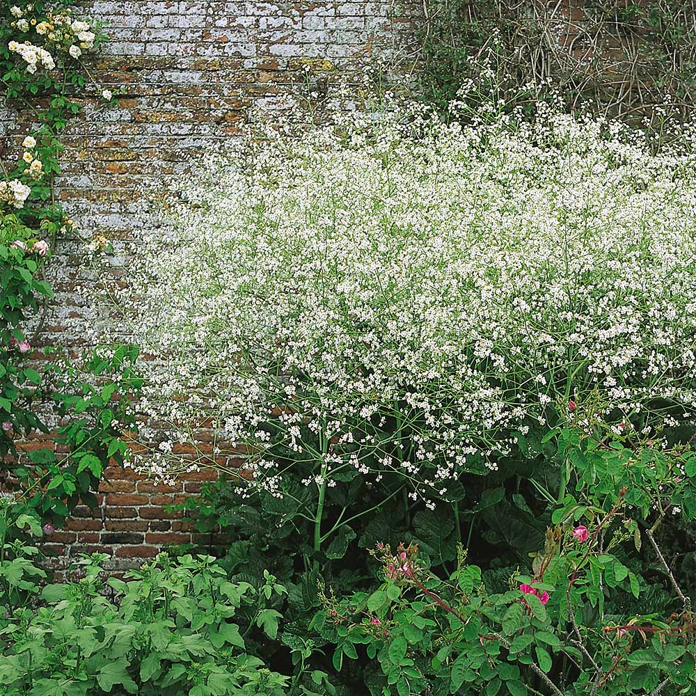Riesenschleierkraut